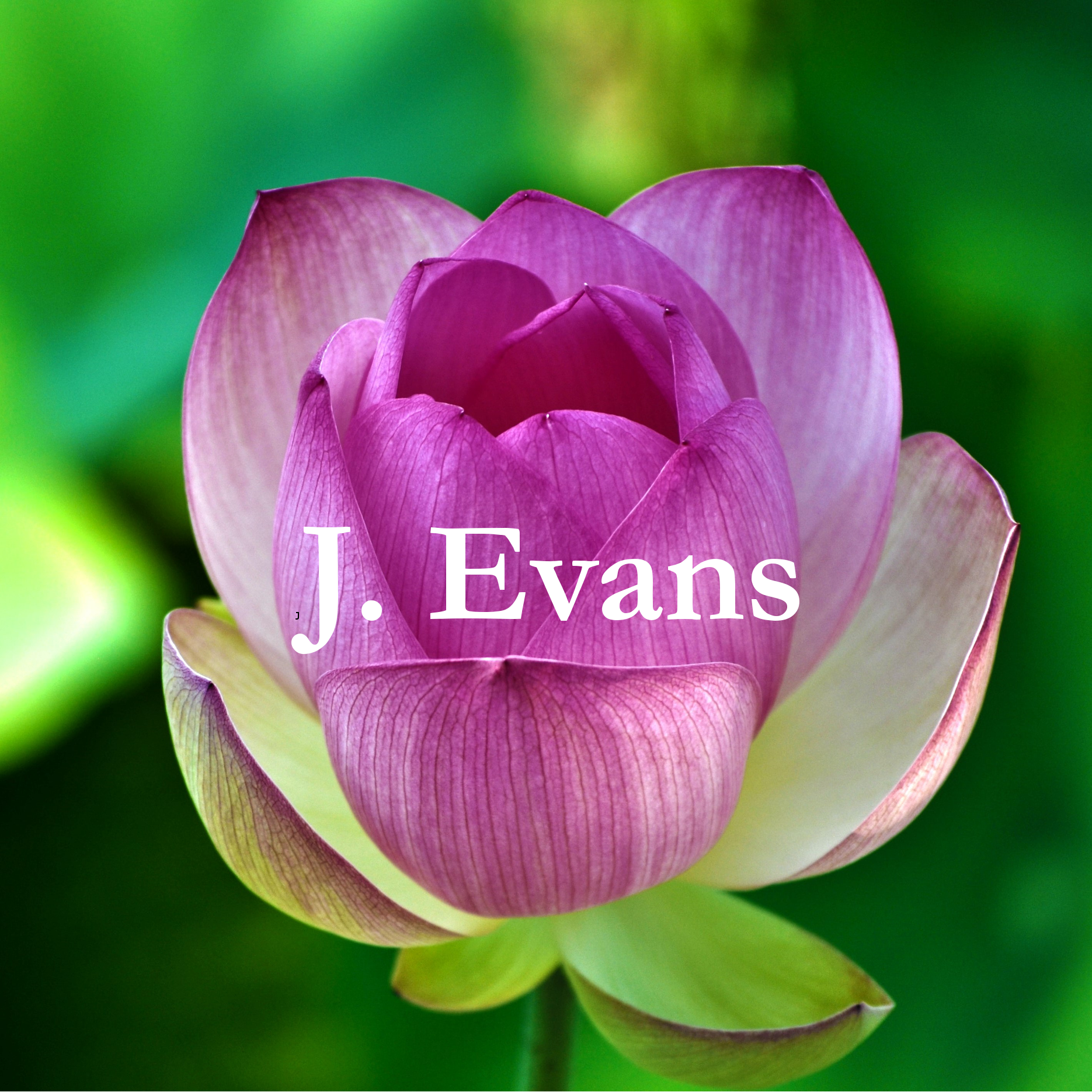 Photograph of a pink flower opening, with the name Jan Evans over the top. Photo by Daniel Holtzhouse on Unsplash