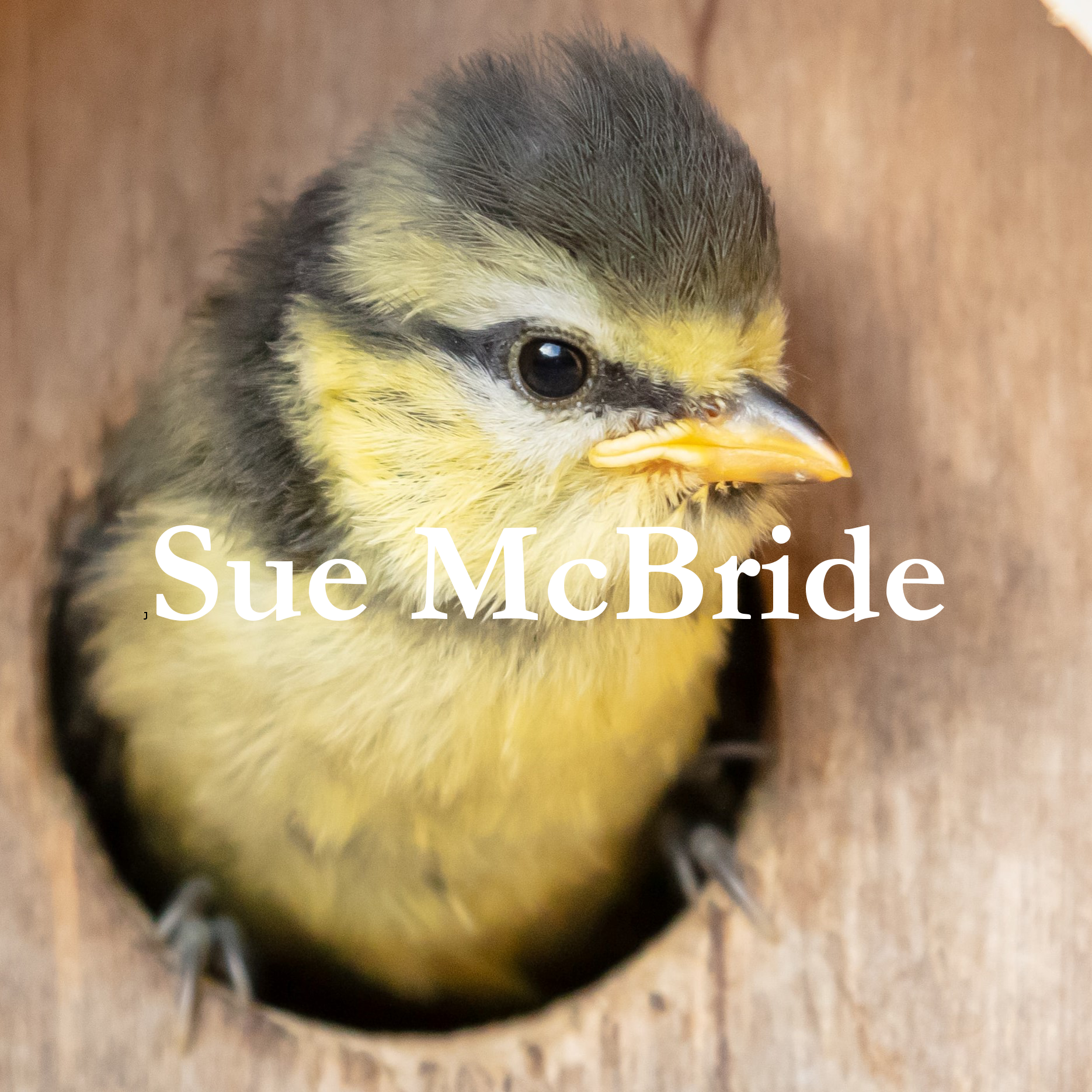 Photograph of a small bird coming out of a bird house. Photo by Vincent Van Zalinge on Unsplash